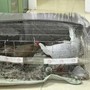 Thông tin mới vụ lĩnh 6 năm tù vì nuôi bán 13 con gà lôi trắng