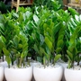 Người mệnh này đại kỵ không được trồng cây kim tiền trong nhà nếu không muốn 'tán gia bại sản'