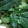 Ra chợ thấy 6 thực phẩm này nên mua ngay, đây đều là siêu thực phẩm thải độc gan cực tốt, làm nhiều món ngon mà ít người biết