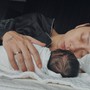 Ngô Thanh Vân trải lòng sau 2 tuần làm mẹ: 'Có lúc đau đến suy sụp và bật khóc'