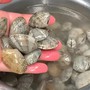 Dùng dầu ăn và muối để ngâm ngao là sai lầm: Một ngư dân chỉ mẹo giúp ngao nhả cát ra nhanh chóng và sạch sẽ