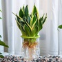 Xua đuổi ‘vận đen’ tháng 'cô hồn' và cả quanh năm bằng các loại cây cảnh trừ tà nhưng tuyệt đẹp sau