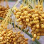 Quả chà là tươi xuất hiện nhiều ở chợ Việt được ví như 'hạt ngọc của sa mạc': Nên ăn chà là tươi hay khô mới tốt cho sức khỏe?