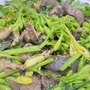 Hoa đu đủ đực 'thần dược' của sức khỏe: Thực hư ra sao, nên dùng hoa tươi hay khô là tốt nhất?