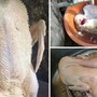 Chỉ cần dùng thứ này thả vào chậu nước, đảm bảo bạn có thể làm sạch lông măng vịt rất nhanh, vịt hết sạch mùi hôi