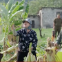 Chưa xong vụ cá chết, Thiếu tá Huy tiếp tục điều tra hàng loạt vườn chuối bị phá hoại