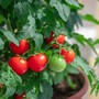 Sai lầm bạn cần tránh khi trồng cà chua để cây ra nhiều quả