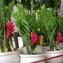 Bí quyết trồng cây kim tiền ra hoa, tài lộc ùn ùn kéo đến