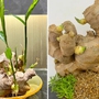 Các loại củ bị hỏng này đừng vứt đi, hãy tận dụng để có không gian xanh trong nhà mà không tốn chi phí