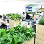 Lợi ích tuyệt vời của việc đặt cây trong văn phòng