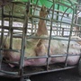 Cận cảnh đàn lợn xuất huyết da vì nhiễm dịch tả lợn châu Phi suýt đến tay người tiêu dùng