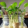 Cầm gừng tươi vào đám cưới và 'phép màu' phong thủy khi để củ gừng trong ô tô, nhà ở