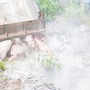 Tiêu huỷ khẩn cấp gần 2 tấn lợn bệnh, phát hiện xác lợn chết vứt bên đường ở Huế