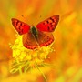 Tháng sinh Âm lịch được trời ưu ái: Cả đời ít phiền não, may mắn luôn vây quanh