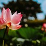 Loại hoa 'hộ mệnh' đáng trồng để giải điều xấu