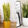 Loài cây cảnh ai cũng nên sở hữu để xua đuổi xui xẻo