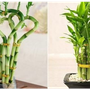 Loại cây cảnh tài lộc như đúng tên gọi, nhà giàu nào cũng thích trồng, là cây gì?
