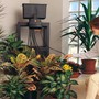Cách chăm sóc các cây cảnh để bàn luôn tốt tươi, khỏe mạnh