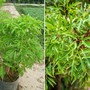 Trồng đinh lăng đúng chỗ, gia chủ dễ hút lộc, tiền vào như nước
