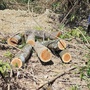 Lợi dụng thời tiết sau mưa bão, người đàn ông khai thác trái phép 6,893m3 gỗ