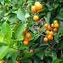 Khi chọn mua cây phong thủy nhất định phải lưu ý những cây có độc sau