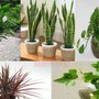 Những sai lầm khi sử dụng cây xanh phong thủy, coi chừng rước họa vào nhà