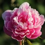 Giờ sinh Âm lịch của người có phúc phận sâu dày, khó khăn luôn có quý nhân phù trợ
