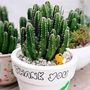 Vị trí vàng nên đặt cây xương rồng để hóa giải tà khí