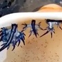 "Rồng xanh" chết chóc xuất hiện, 3 bãi biển nổi tiếng ở Tây Ban Nha bị cấm tắm