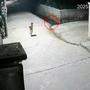 Video: Bé trai 4 tuổi nhanh trí cứu em rơi xuống mương nước