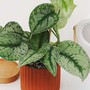 Phụ nữ tuổi 40 trở lên: Trồng 3 loại cây này, không khí trong lành, tiền bạc thêm vượng