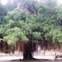 Loại cây mang âm khí và xui xẻo bạn cần biết để tránh rước họa