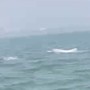 Video cá heo trắng bất ngờ xuất hiện tại biển Sầm Sơn