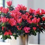 Loại cây cảnh được đánh giá đẹp nhưng khó chăm, dễ chết nếu điều kiện không phù hợp