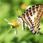 Tháng sinh Âm lịch của người nhân hậu, càng sống tử tế càng gặp may