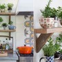 Loại cây phong thủy trồng trong bếp vừa khử mùi hôi lại mang nhiều may mắn