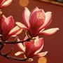 6 ngày sinh Âm lịch mang phúc khí, trẻ lớn lên dễ khiến cha mẹ tự hào