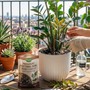 Cách chăm sóc cây cảnh khi thời tiết giao mùa, trở lạnh