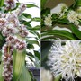 Loại cây cảnh giúp thanh lọc không khí, lại được xem là biểu tượng của may mắn