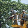 Điểm danh 13 tuyến phố Hà Nội được 'giảm tải' mùi hoa sữa