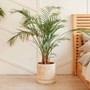 Loại cây nhả oxy vào ban đêm, giúp phòng ngủ thêm phần sinh động lại giảm căng thẳng hiệu quả