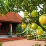 Vị trí trồng cây bưởi mang lại may mắn và những lưu ý khi trồng cây bưởi trước nhà