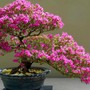 Cách xử lý hoa giấy ra hoa đúng dịp Tết 2027
