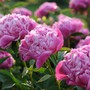 Loại cây, hoa đẹp nhưng độc, tuyệt đối không nên trồng trong nhà