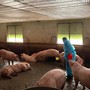 Phát hiện đường dây dùng Salbutamol 'vỗ béo' hàng nghìn tấn lợn