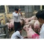 'Vỗ béo' lợn bằng Salbutamol: Hành vi nguy hiểm đến mức nào?