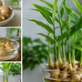 Đây là lý do xu hướng trồng gừng thủy sinh trong nhà ngày càng được ưa chuộng