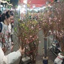 Chợ hoa Xuân Phố cổ 2026 bừng sắc giữa lòng Hà Nội