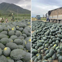 Chỉ 8.500 đồng/kg, vì sao dưa hấu Gia Lai rẻ bất ngờ giữa lúc giá xăng dầu tăng?