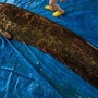 Ngư dân bắt được con cá trê khổng lồ nặng 114kg, dài 2,15 mét